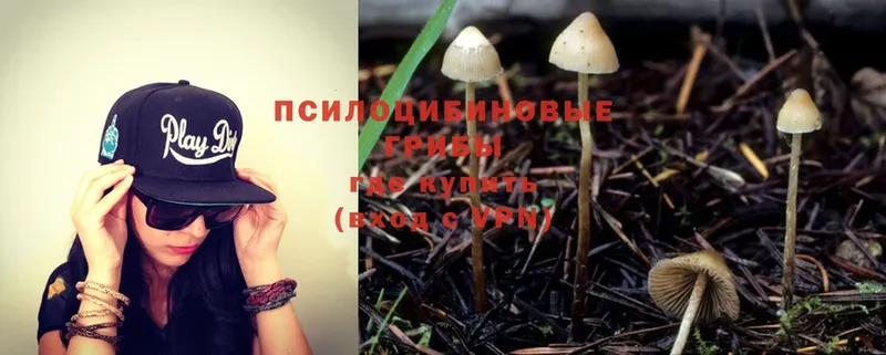 Галлюциногенные грибы Psilocybe  Бикин 